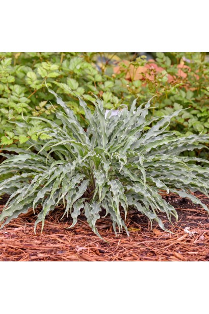 Висота Hosta ’Silly String’
